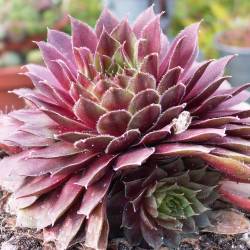 Sempervivum - Dachwurz - Hauswurz